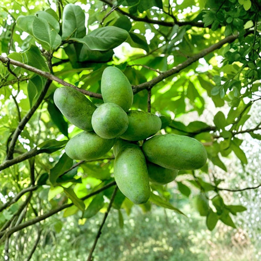 Mango Pawpaw Tree – Asimina triloba Rooted Cutting | 2.5–3 Ft Tall | Well-Rooted Plant  Tropical Style Fruit Tree | Unique Flavor | Backyard Friendly