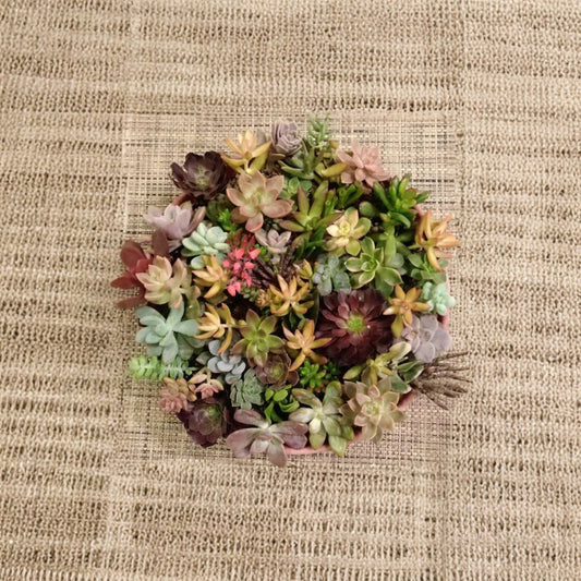 Succulent Cuttings Mix – 40 Pieces / 20 Varieties | Assorted Mini Succulents 1.5–2 Inch | DIY Terrarium & Wedding Favor Plants | Easy to Grow