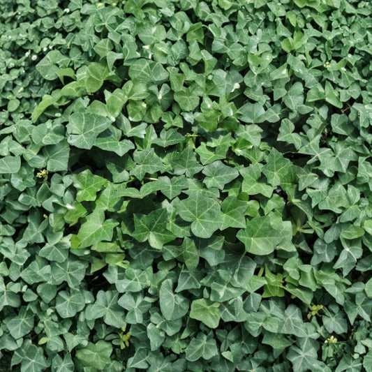 English Ivy Cuttings – 20 Heirloom Hedera Helix Vines | 6 Inch Unrooted Cuttings | Easy to Grow Climbing Plant | Indoor Outdoor Greenery