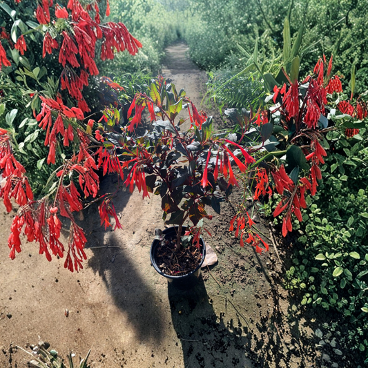 Fuchsia ‘Gartenmeister Bonstedt’ – Fuchsia hybrid Live Flowering Plant | 1 Foot Tall | Ships in 6” Pot  Red-Orange Tubular Flowers | Hummingbird Favorite | Shade Loving