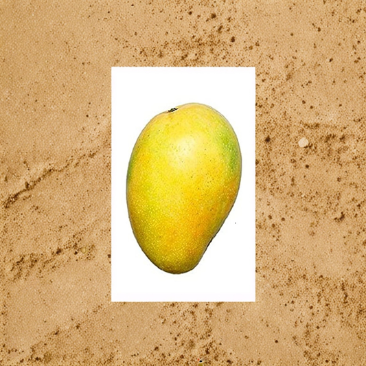 Lemon Meringue Mango Tree – Mangifera indica ‘Lemon Meringue’ (Pu Pyi Klai) Grafted Live Tree | 1 Foot Tall | Shipped in 6" Pot  Sweet-Tart Lemony Flavor | Premium Grafted Variety | Tropical Favorite