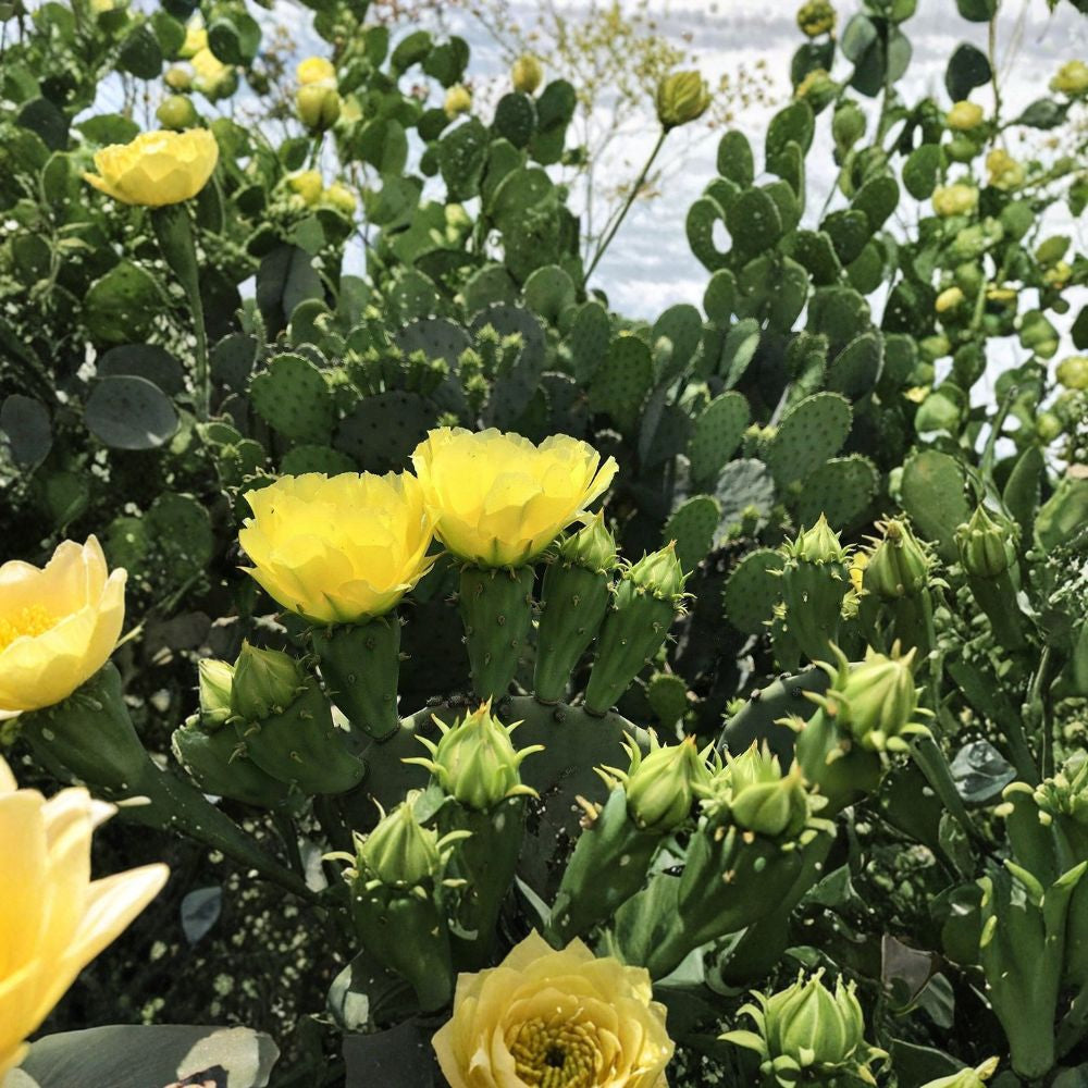 Spineless Prickly Pear – Opuntia cacanapa ‘Ellisiana’ Live Cactus Pads | 2 Large Cuttings | 5–10 Inches  Thornless Nopales | Edible Variety | Cold Hardy