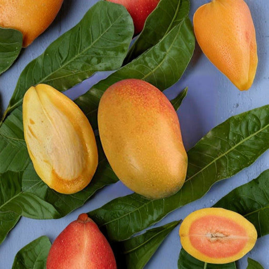 Coconut Cream Mango Tree – Mangifera indica ‘Coconut Cream’ Grafted Live Tree | 1–2 Feet Tall | Shipped in 3 Gallon Pot  Ultra Sweet Coconut Flavor | Fiberless Mango | Premium Patented Variety