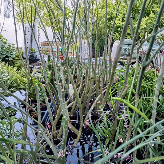 Alluaudia Dumosa Rooted Cutting | Rare Madagascar Succulent | Spiny Ocotillo Type Plant | Exotic Drought Tolerant | 8–12 Inch Tall
