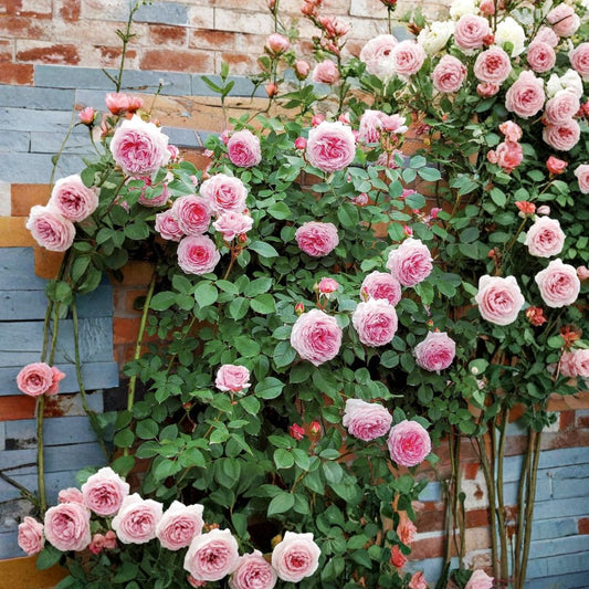 James Galway English Climbing Rose – 3 Unrooted Cuttings 5–8 Inches | David Austin Auscrystal Rose | Pink Fragrant Climber | Garden Rose Starter