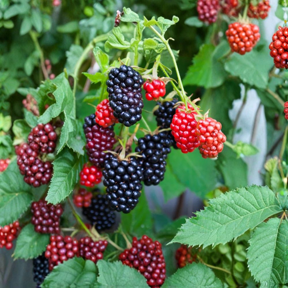 Apache Thornless Blackberry Plants – Set of 10 Starter Plugs | 3–6 Inches Tall | Bare Root Rubus fruticosus | Large Sweet Berry Variety