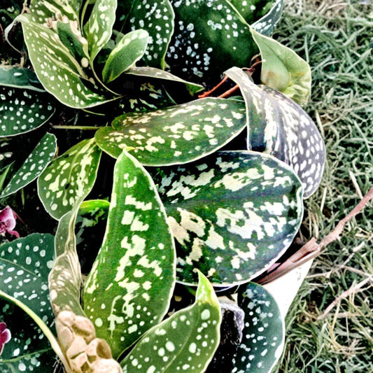 Silver Satin Pothos Rooted Cutting – 12 Inch Scindapsus pictus | Variegated Indoor Plant | Trailing Houseplant | Easy Care Tropical Vine