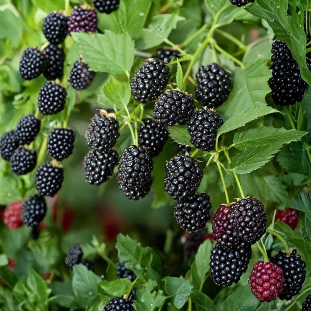 Caddo Thornless Blackberry – 2 Live Plants | 1–2 Year Old Well Rooted Plants | Sweet Flavor Berry Variety | Easy Grow Backyard Fruit Bush | High Yield Blackberry