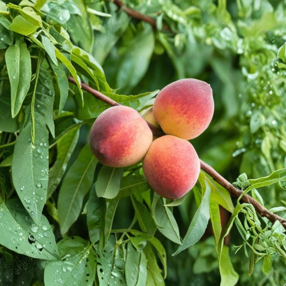 Tropic Snow White Peach – Prunus persica ‘Tropic Snow’ Live Fruit Tree | 3 Feet Tall | Shipped in 2 Gallon Bag  Low Chill Peach | Sweet White Flesh | Ideal for Warm Climates