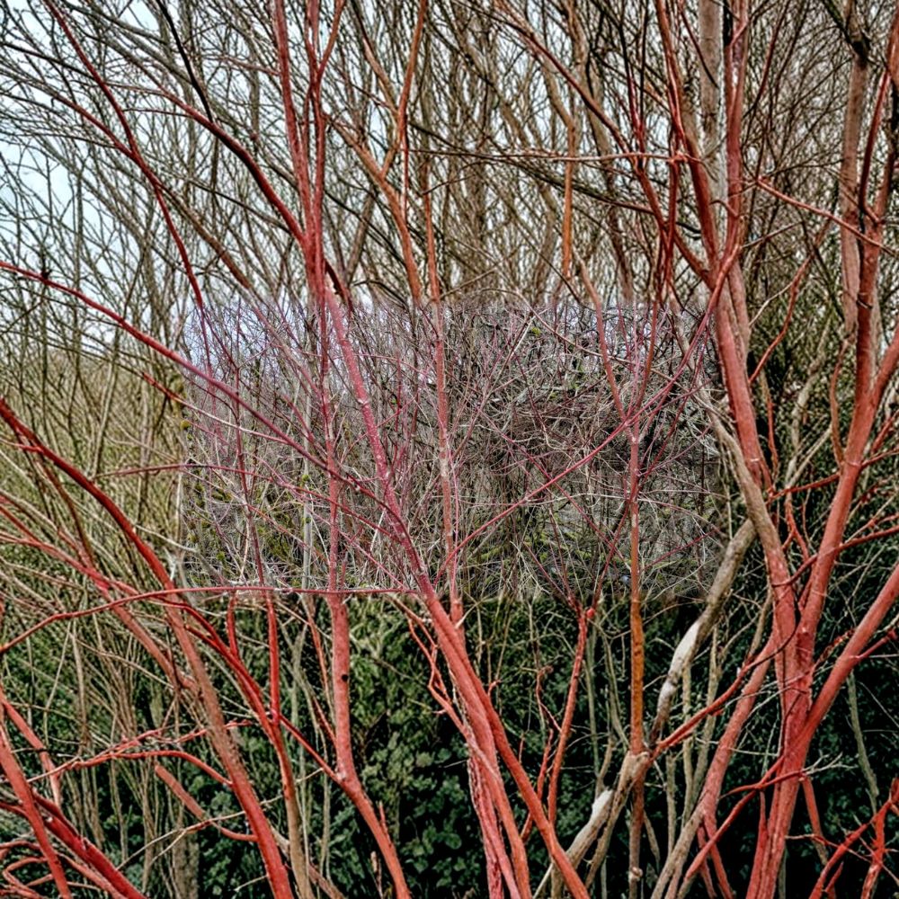 Red Dogwood Cuttings Set of 25 | Cornus Shrub Cuttings | Bright Red Stem Dogwood | Easy to Grow | No Roots