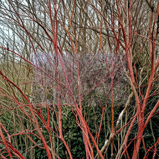 Red Dogwood Cuttings Set of 25 | Cornus Shrub Cuttings | Bright Red Stem Dogwood | Easy to Grow | No Roots