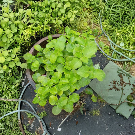 Cuban Oregano – 6 Cuttings Tropical Herb | Rooted Starter Plants | Spanish Thyme Indian Borage | Edible Medicinal Herb