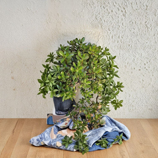 Jade Plant Cuttings – Crassula Ovata 8 Inch | Deep Green Succulent Cutting | Easy Grow Money Plant | Indoor Outdoor Succulent