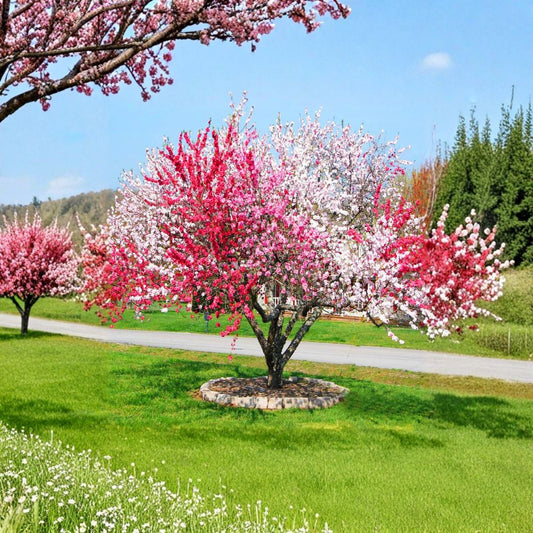 Peppermint Flowering Peach – Prunus persica Ornamental Tree | 3–4 Feet Tall | Includes 3 Gallon Nursery Pot  Variegated Double Blooms | Bigger Trunk | Fast Growing Showpiece