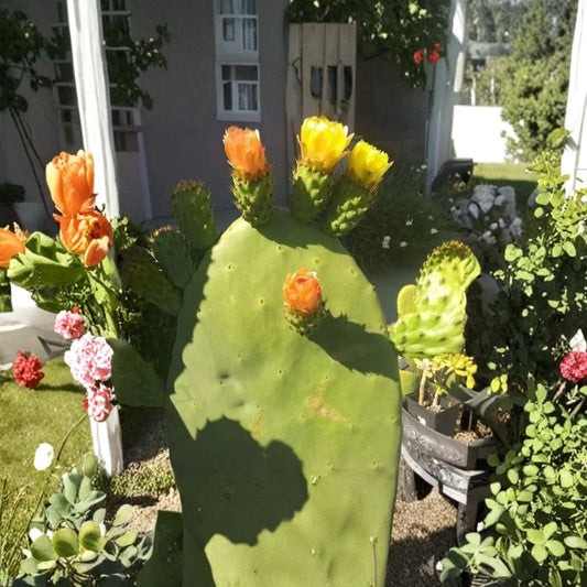 Prickly Pear Cactus – Opuntia Species Live Cactus Plant | Colorful Blooms | Edible Fruit  Orange, Pink & Yellow Flowers | Hardy & Easy to Grow