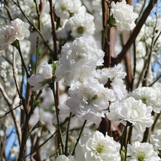 Double White Flowering Peach – Prunus persica Ornamental Tree | 3–4 Feet Tall | Bigger Trunk | Shipped in 3 Gallon Pot  Bright Double White Blooms | Vertical Accent | Landscape Statement Tree
