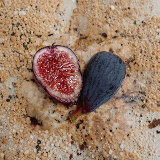 Black Mission Fig Cuttings – 3 Fresh Ficus carica Cuttings | Sweet Berry Flavor Fig Tree | Easy to Root | Self Fertile Fruit Plant