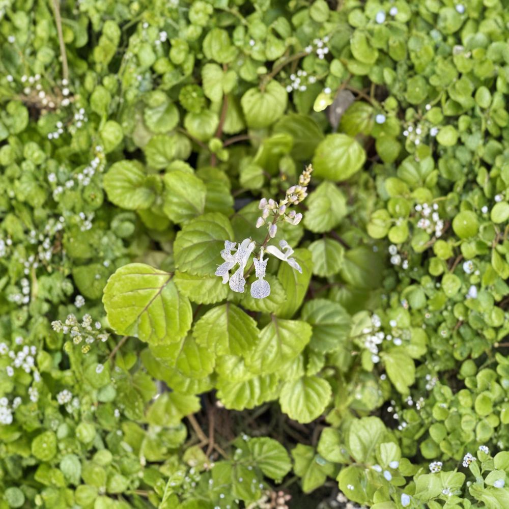Swedish Ivy Cuttings – 12 Organic Plectranthus verticillatus | Trailing Houseplant | Easy Indoor Plant | Fast Growing Hanging Plant