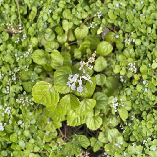 Swedish Ivy Cuttings – 12 Organic Plectranthus verticillatus | Trailing Houseplant | Easy Indoor Plant | Fast Growing Hanging Plant