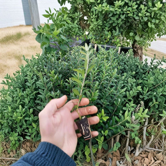 Arbequina Olive Tree Live Starter Plant | Rooted Olive Plant 5+ Inches | Fruit Tree for Indoor or Outdoor Growing | Easy Care | Free Shipping