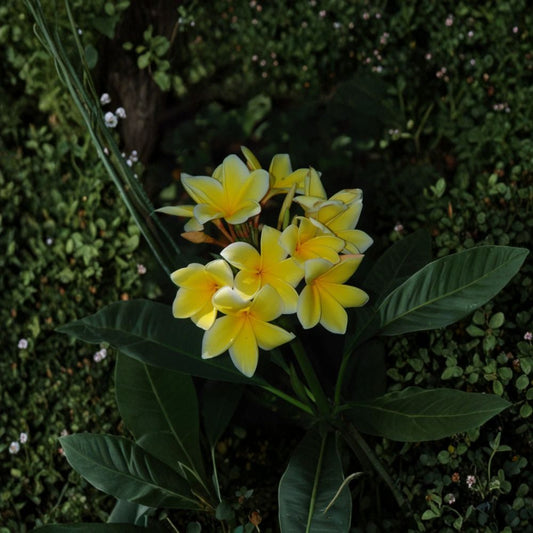 Plumeria Frangipani Rooted Cutting – 10–12 Inch Live Plant | White Yellow Flower | Tropical Flowering Tree | Patio & Garden Ready