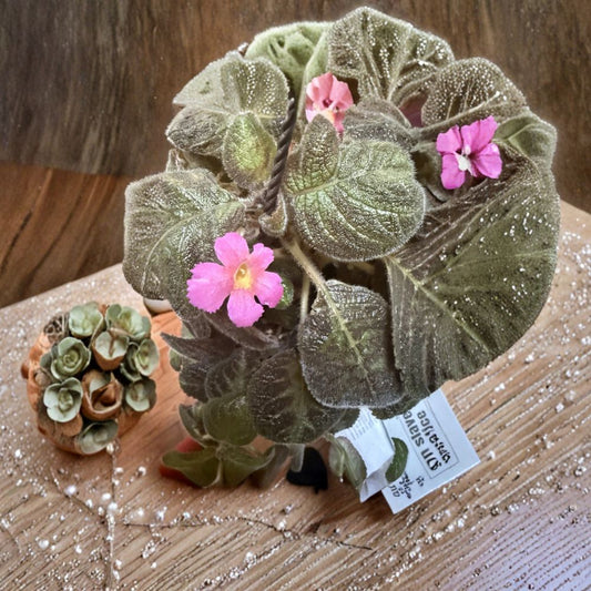 Episcia Pink Panther – 2 Unrooted Cuttings | Pink Flame Violet Plant | Rare Tropical Houseplant | Indoor Ground Cover