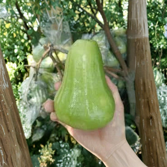 Mận An Thái Xanh – An Thái Wax Apple – Syzygium samarangense Live Fruit Tree | 4 Feet Tall | Includes 3 Gallon Nursery Pot  Crisp Tropical Fruit | Fast Growing | Backyard Orchard Favorite