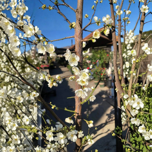 Shiro-Kaga Ume – Japanese Flowering Apricot – Prunus mume Live Tree | 2–3 Feet Tall | Includes 6 Inch Nursery Pot  Fragrant White Winter Blooms | Edible Ume Plums | Ornamental & Culinary