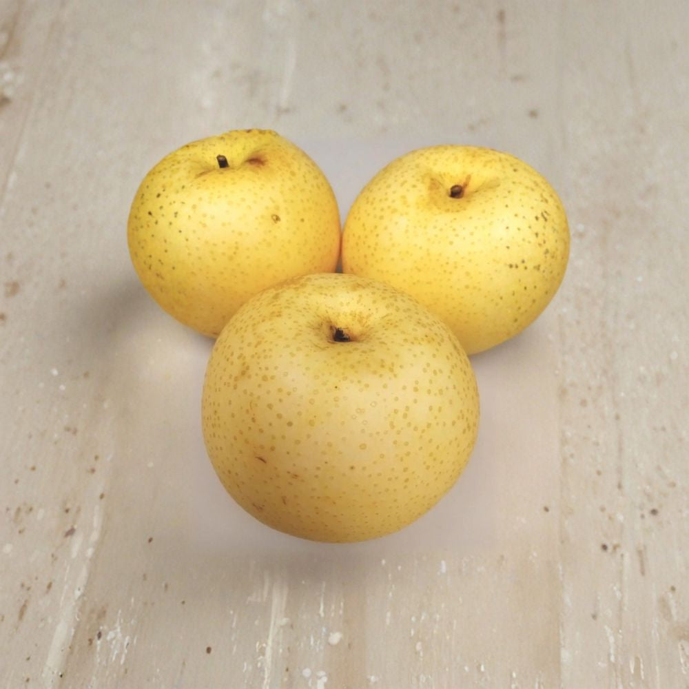Asian Sand Pear – Pyrus pyrifolia (沙梨) 10 Seeds | Sweet Crisp Fruit | Edible Tree  Asian Pear Seeds | Juicy White Flesh | Home Orchard