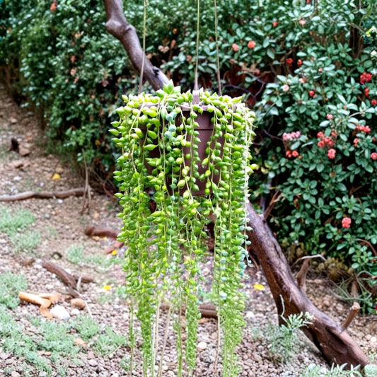 String of Pearls – 30 Succulent Cuttings | Senecio Rowleyanus Hanging Plant | Rooting Nodes Ready | Trailing Indoor Succulent
