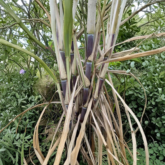Sugar Cane Cuttings Set of 3 | Organic Sweet Sugarcane 12 Inch Cuttings | Tropical Edible Plant | Easy to Grow | No Pot