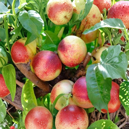 Arctic Jay Nectarine – Prunus persica Live Fruit Tree | 3–4 Feet Tall | Includes 3 Gallon Nursery Pot  White Flesh | Sweet Low-Acid Flavor | Self-Fruitful Freestone