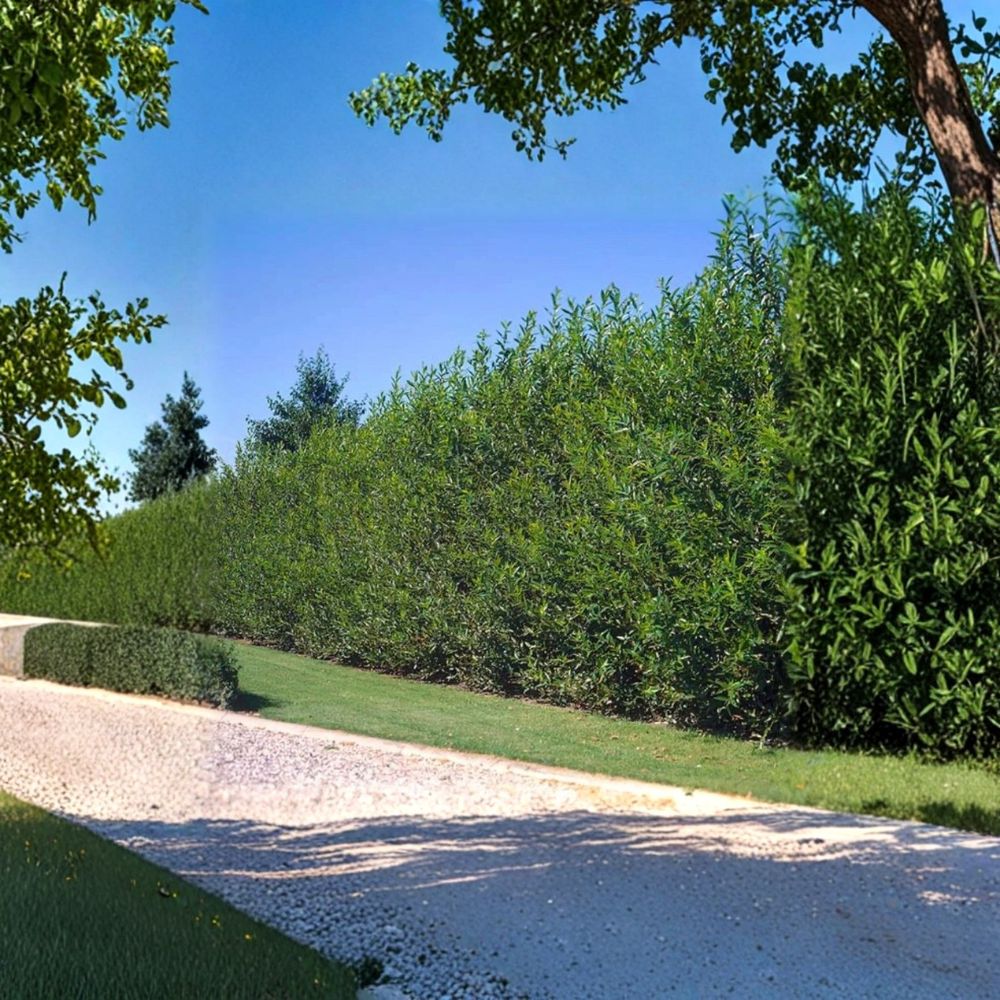 Hybrid Willow Tree – 40 Thick Cuttings 10 Inch | Austree Fast Growing Trees | Privacy Hedge Starter | Easy to Root