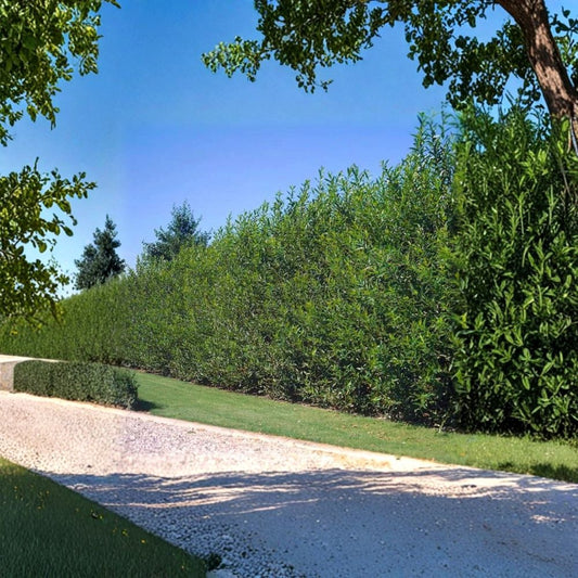 Hybrid Willow Tree – 40 Thick Cuttings 10 Inch | Austree Fast Growing Trees | Privacy Hedge Starter | Easy to Root