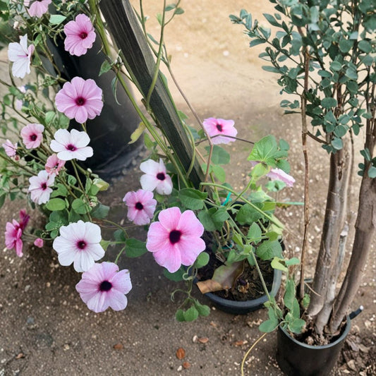 Pink Thunbergia Alata Vine – Thunbergia alata Live Plant | 1 Foot Tall | Includes 1 Gallon Nursery Pot  Pink Black-Eyed Susan Vine | Fast Climber | Bright Summer Blooms