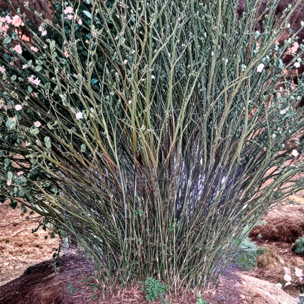 Weaver’s Bamboo – Bambusa textilis ‘Gracilis’ Rooted Cutting | 8–12 Inch Clumping Bamboo | Non-Invasive Privacy Plant | Live Bamboo Starter
