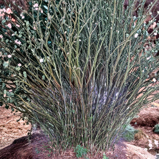 Weaver’s Bamboo – Bambusa textilis ‘Gracilis’ Rooted Cutting | 8–12 Inch Clumping Bamboo | Non-Invasive Privacy Plant | Live Bamboo Starter