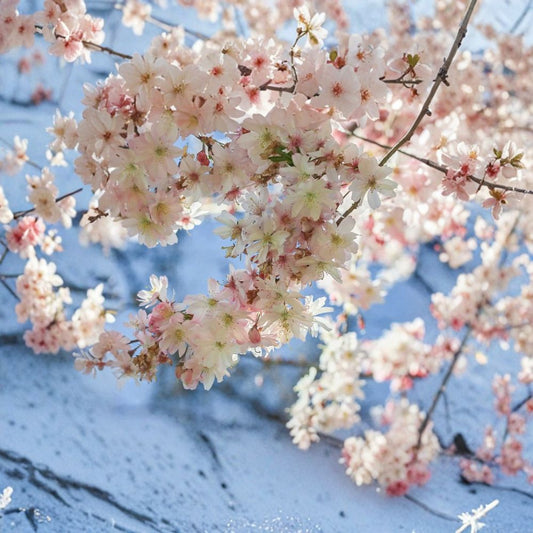 Prunus subhirtella ‘Autumnalis Rosea’ – Autumn Flowering Cherry Live Ornamental Tree | 2–3 Feet Tall | Shipped in 3 Gallon Pot  Pale Pink Spring Blooms | Fall Color | Elegant Landscape Accent