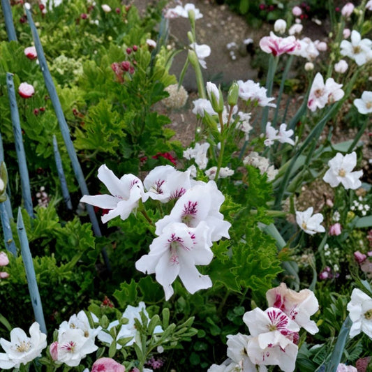 Regal Geranium Cuttings White Purple – Pelargonium Fancy Geranium | 3 Pack 6 Inch Cuttings | Orchid Like Blooms | Easy Propagation