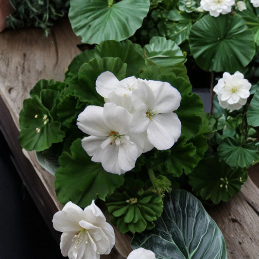 Geranium Pelargonium Zonal White Cuttings – 3 Live Unrooted 6 Inch Plants | White Flower Geranium | Easy Garden & Patio Plant | Fast Growing