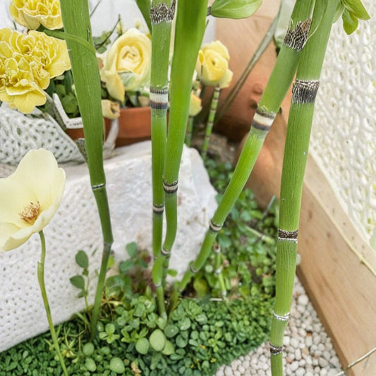 Horsetail Plant – 15 Cuttings 12 Inch | Equisetum Snake Grass | Fast Growing Wetland Plant | Easy Propagation Garden Starter