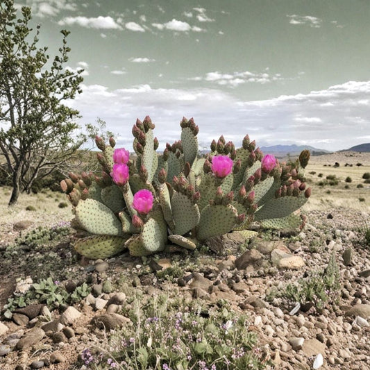 Beavertail Cactus – Opuntia basilaris Live Pads | 2 Pads + 1 Free | Pink Flowering Prickly Pear | Easy Care Succulent Cutting