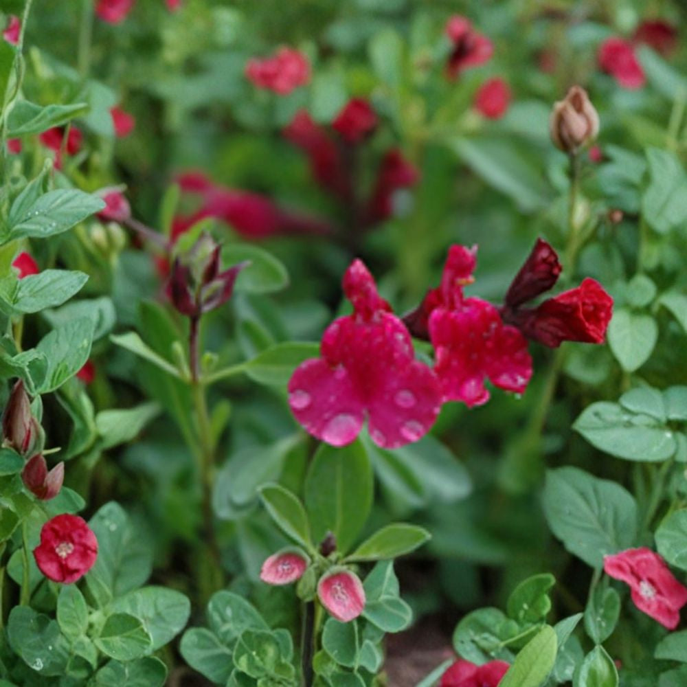 Salvia greggii ‘Furman’s Red’ – Autumn Sage Live Plant | 1 Foot Tall | Includes 1 Gallon Nursery Pot  Bright Red Blooms | Drought Tolerant | Pollinator Favorite