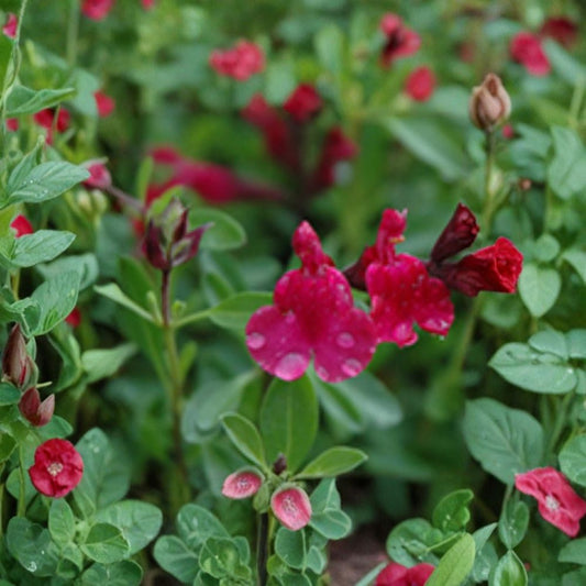 Salvia greggii ‘Furman’s Red’ – Autumn Sage Live Plant | 1 Foot Tall | Includes 1 Gallon Nursery Pot  Bright Red Blooms | Drought Tolerant | Pollinator Favorite