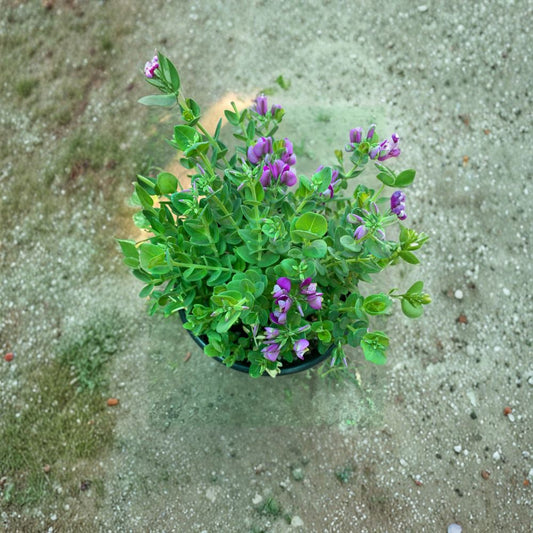 Petite Butterfly Sweet Pea Bush – Polygala fruticosa Live Flowering Shrub | Compact 3’ Growth | Shipped in 1 Gallon Pot  Nearly Everblooming | Butterfly Attracting | Perfect for Small Spaces