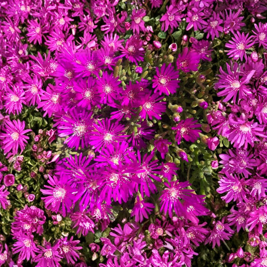 Creeping Ice Plant Cuttings – 5 Purple Pink Succulent Cuttings | Drought Tolerant Ground Cover | Hardy Trailing Plant | Easy to Grow