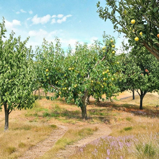 Kieffer Pear Tree – Pyrus communis ‘Kieffer’ Live Bareroot Tree | 2–3 Feet Tall | Ready to Plant  Fast Growing | Self-Fertile | Cold & Heat Hardy