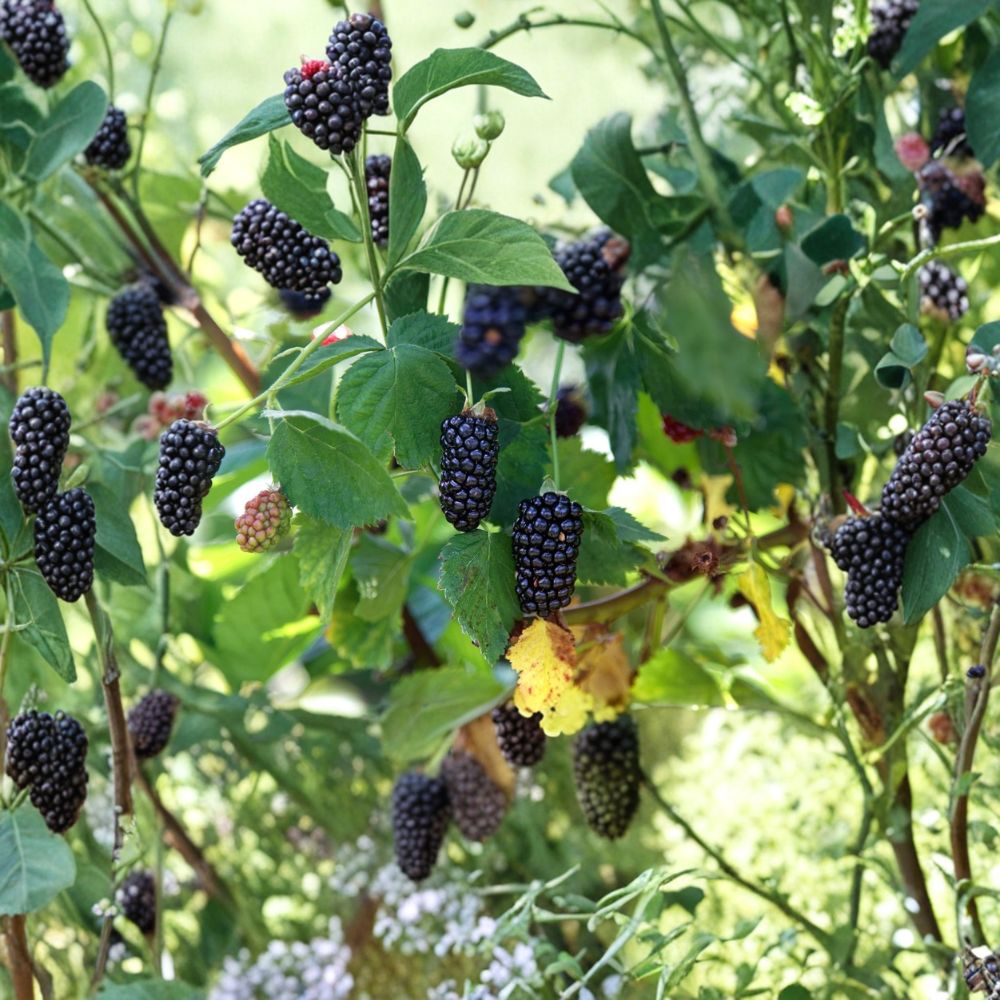 Natchez Thornless Blackberry – 10 Live Starter Plugs | Rubus Berry Plants | 3–6 Inches Tall | Sweet Early Harvest Variety | Bare Root Blackberry Plants