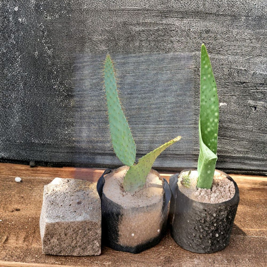 Prickly Pear Cactus – Opuntia Live Cutting | 6–10 Inches | Ready to Root  Desert Succulent | Easy Care | Drought Tolerant Plant