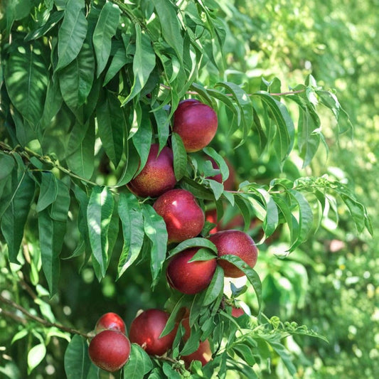 Snow Queen Nectarine – Prunus persica var. nucipersica ‘Snow Queen’ Live Fruit Tree | 3 Feet Tall | Shipped in 2 Gallon Bag  Sweet White Flesh | Low Chill Favorite | Backyard Orchard Ready